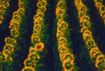/album/muster-mit-unterbrechung/0188-osterreich-kittsee-sonnenblumen-dia-6846-halb-jpg/